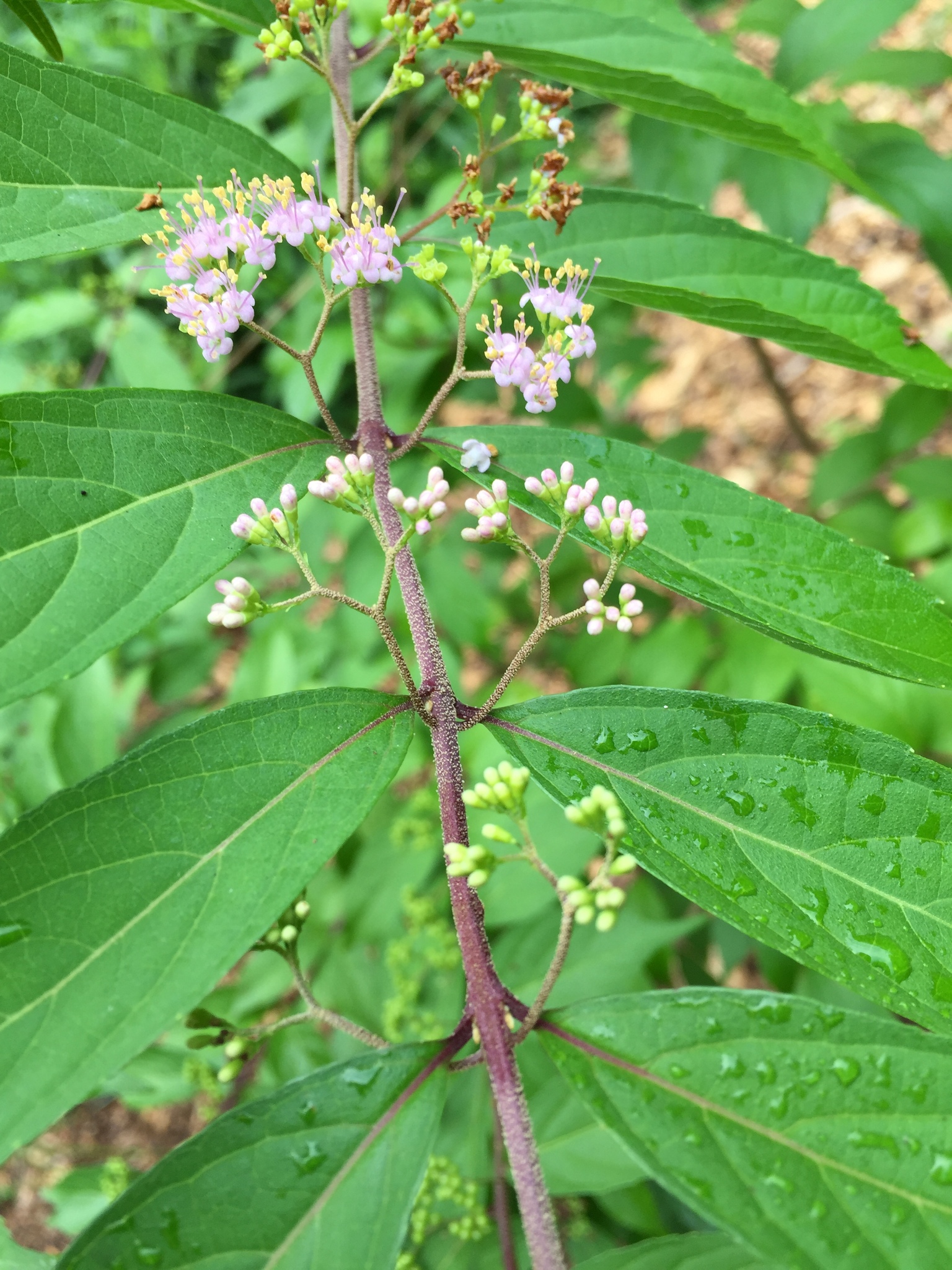 Callicarpa dichotoma