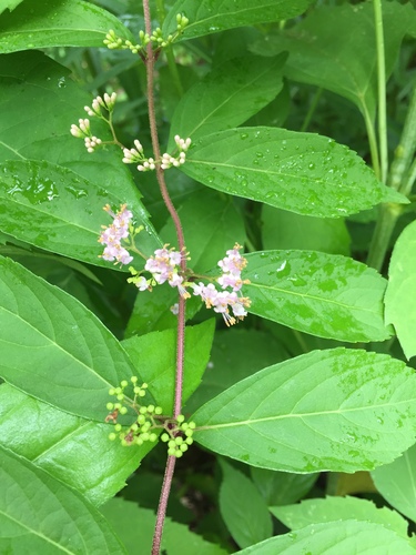Callicarpa dichotoma