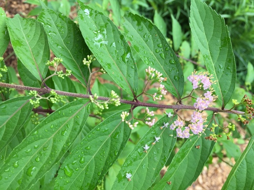 Callicarpa dichotoma