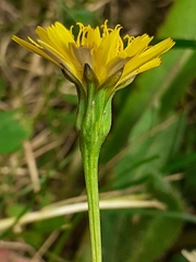 Leontodon saxatilis saxatilis