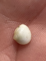 Chionopsis intapurpurea