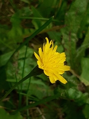 Leontodon saxatilis saxatilis