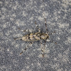 Graphisurus fasciatus