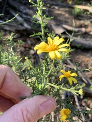 Osteospermum spinosum