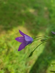 Campanula patula