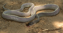 Limaformosa capensis