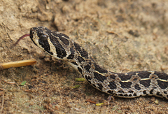 Lowland Swamp Viper photo 4