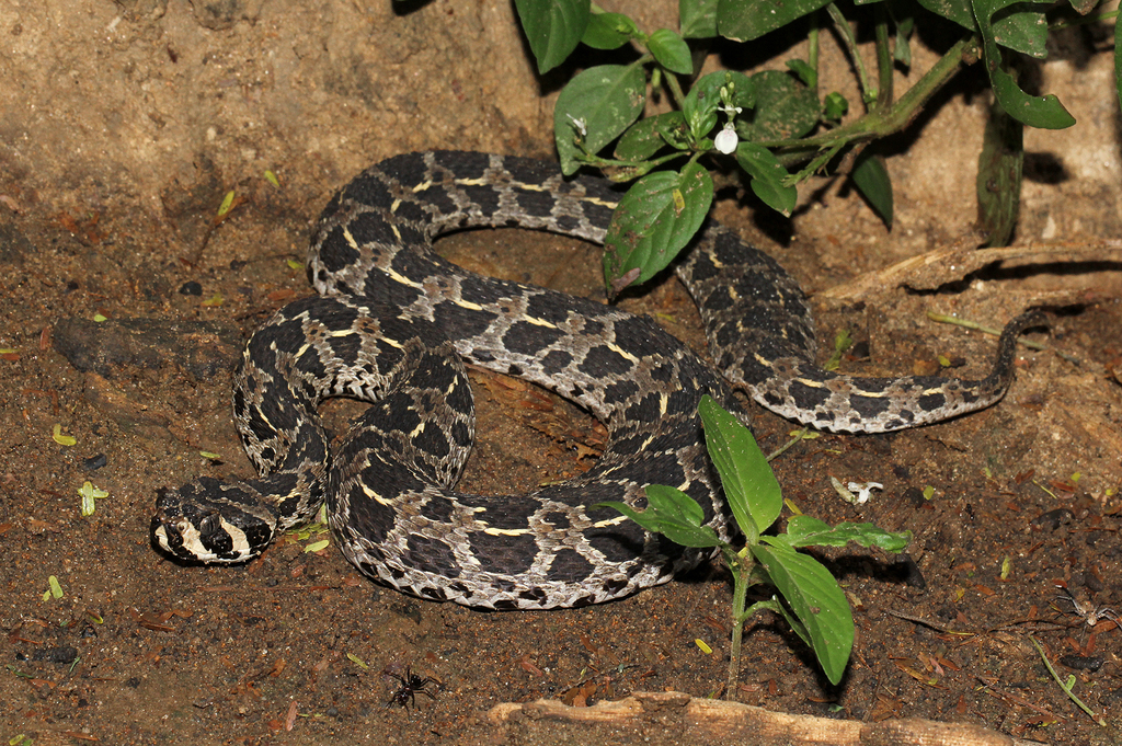 Lowland Swamp Vipers