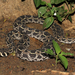 Lowland Swamp Viper - Photo (c) Bart Wursten, some rights reserved (CC BY-NC), uploaded by Bart Wursten