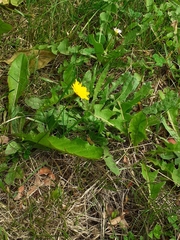 Leontodon saxatilis saxatilis