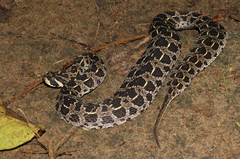 Lowland Swamp Viper photo 3
