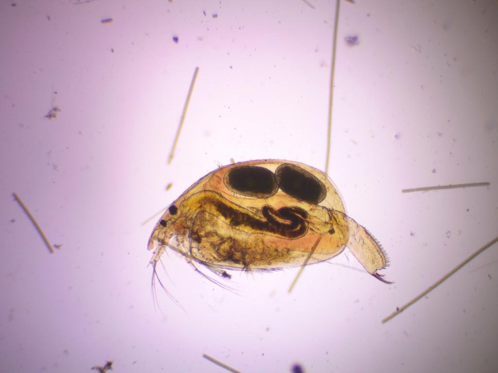 Alona affinis
