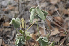 Allowissadula holosericea