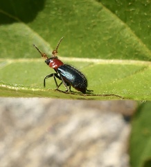 Collops tricolor