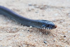 Natriciteres olivacea