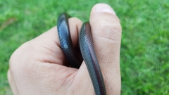 Natriciteres olivacea