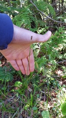 Carex castanea