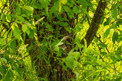 Curruca communis