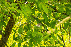 Curruca communis