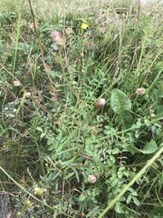 Sanguisorba minor minor