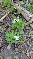 Rostratae