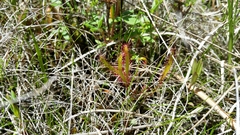 Drosera linearis