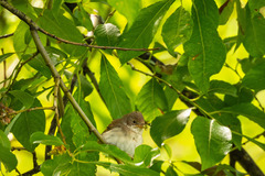 Curruca communis