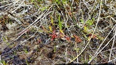 Drosera linearis
