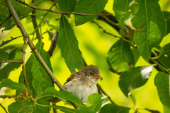 Curruca communis