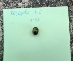Leptinotarsa decemlineata