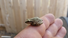Pseudacris sierra
