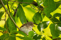 Curruca communis