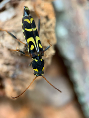 Clytus tropicus