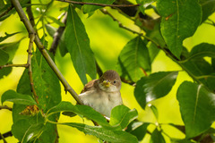 Curruca communis