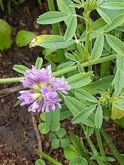 Medicago sativa