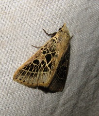 Herminodes tessellata