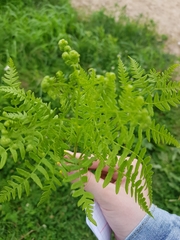 Pteridium