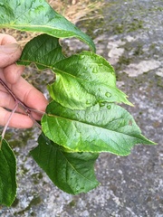 Malus × dawsoniana