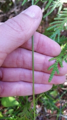 Carex castanea