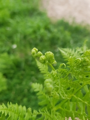 Pteridium