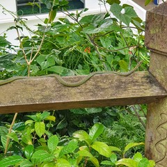 Chrysopelea paradisi