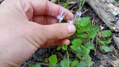 Rostratae