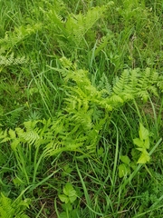 Pteridium