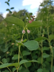 Symphoricarpos