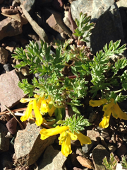 Corydalis aurea aurea