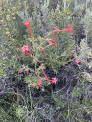 Ipomopsis aggregata aggregata