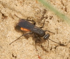 Anoplius americanus