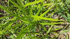 Carex muskingumensis
