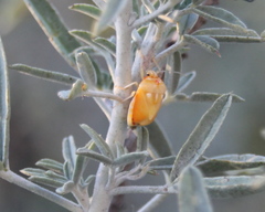 Murgantia histrionica