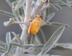 Murgantia histrionica